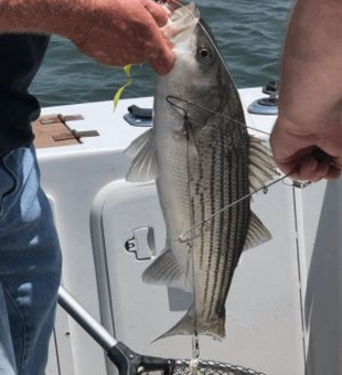 Striped Bass Frenzy In Lake Texoma!